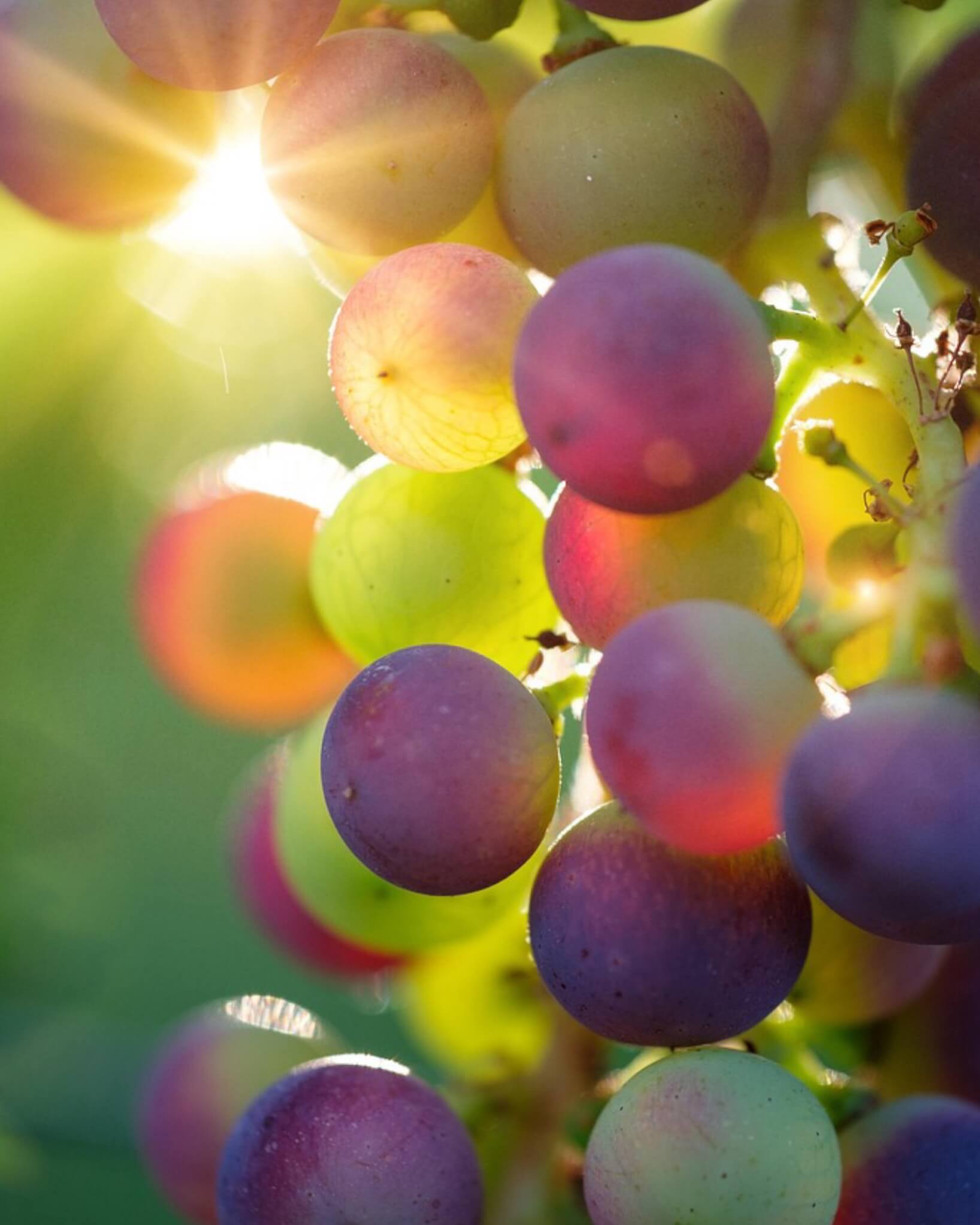 Sunlit grapes on the vine, luminous and ripe with warm light